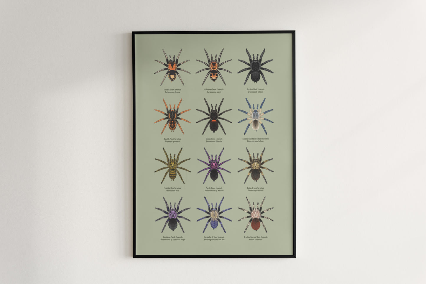 Tarantula Collection: Series III Poster