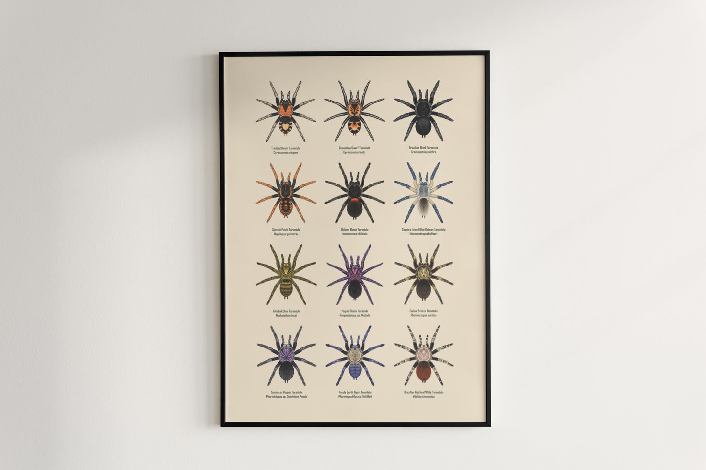 Tarantula Collection: Series III Poster