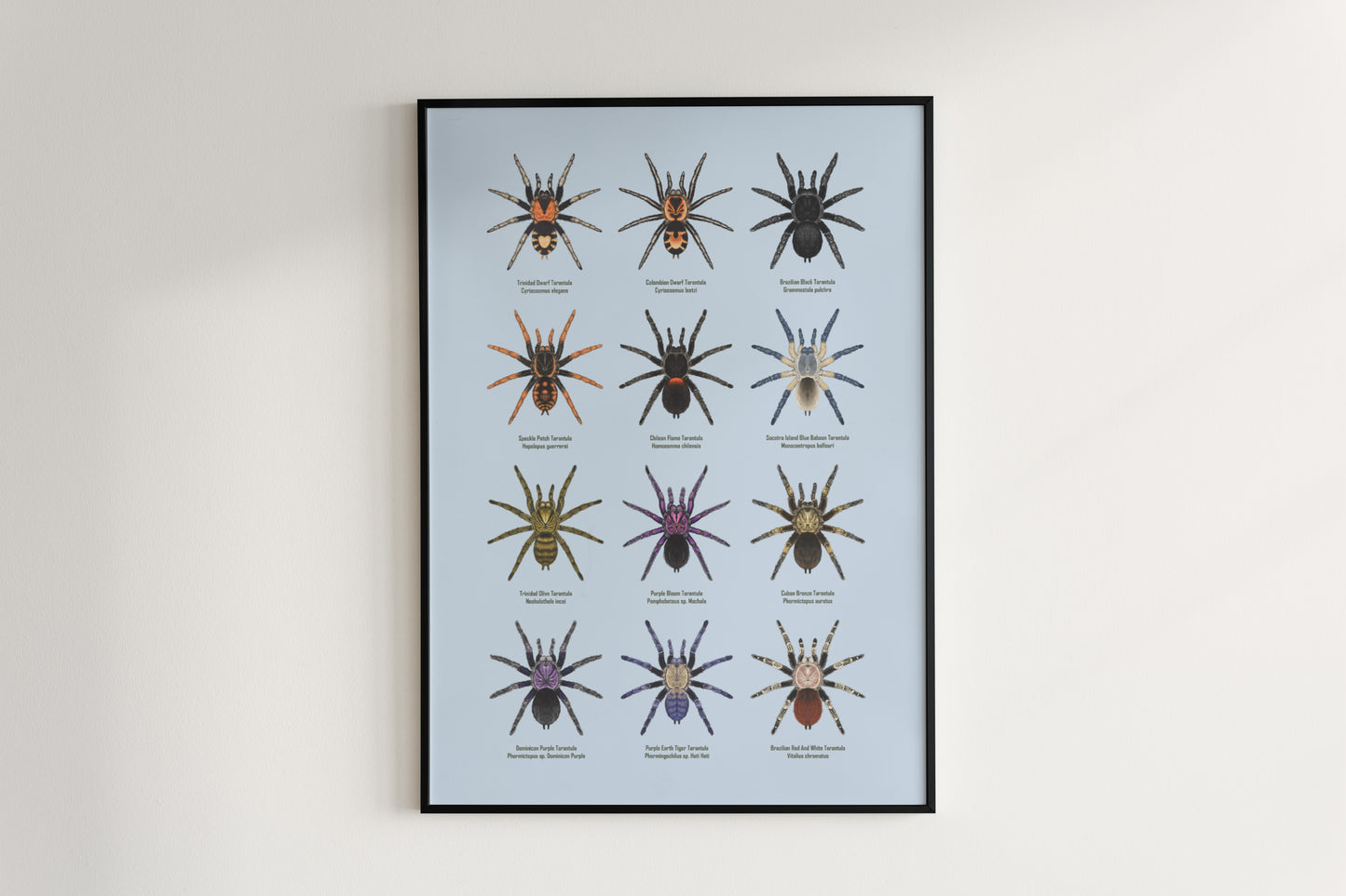 Tarantula Collection: Series III Poster