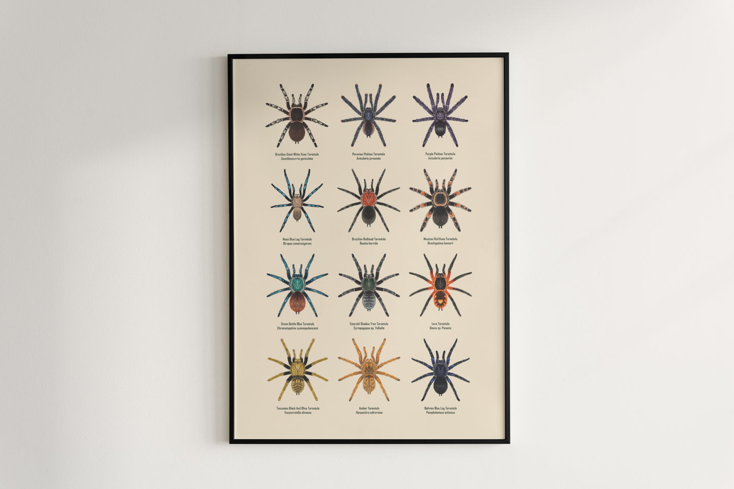 Tarantula Collection: Series IV Poster