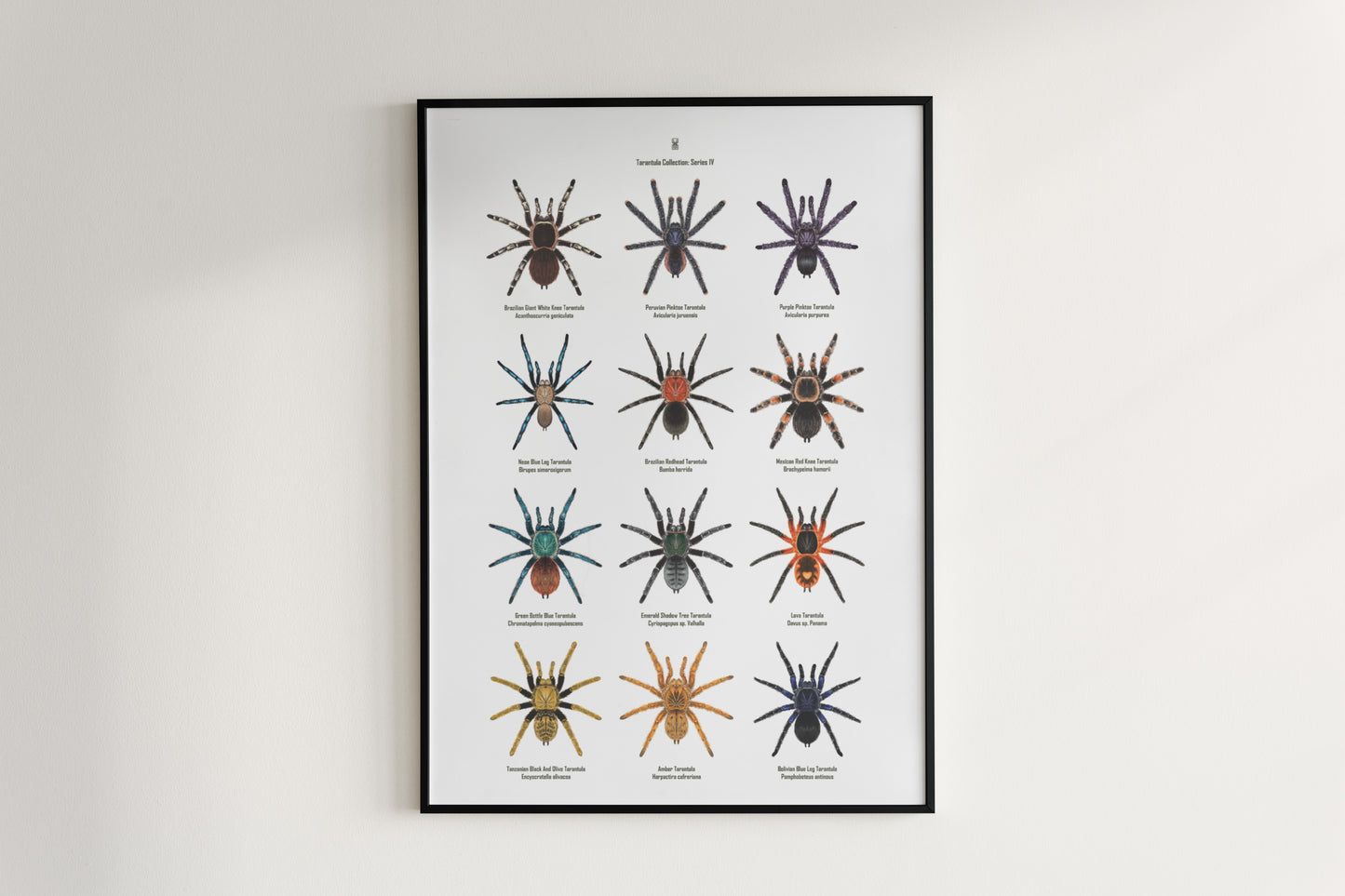 Tarantula Collection: Series IV Poster