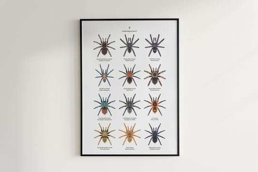 Tarantula Collection: Series IV Poster
