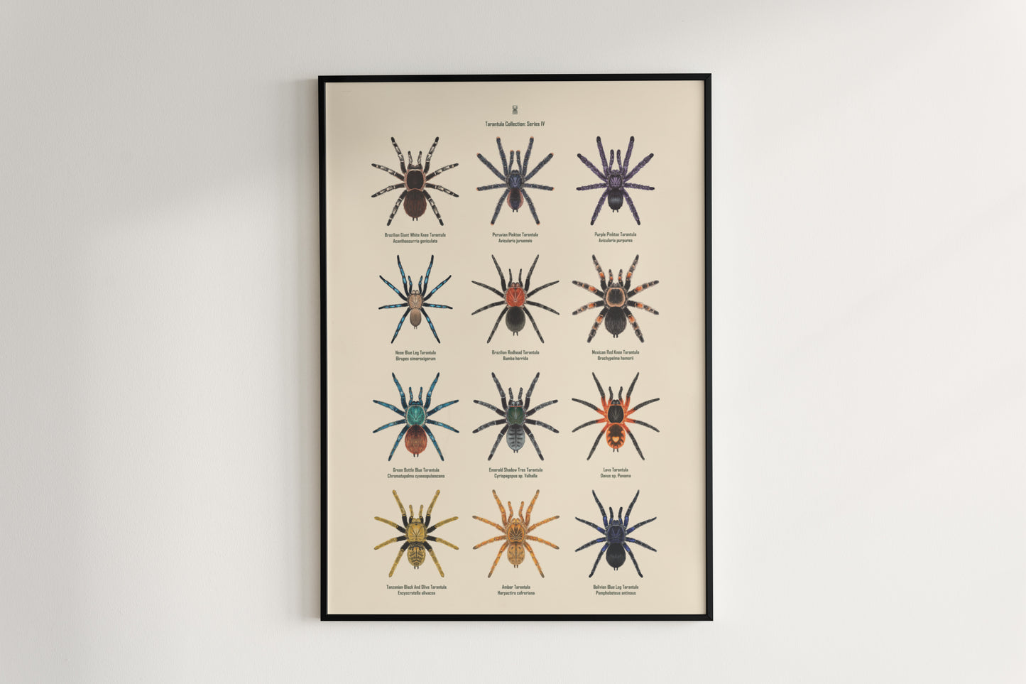 Tarantula Collection: Series IV Poster