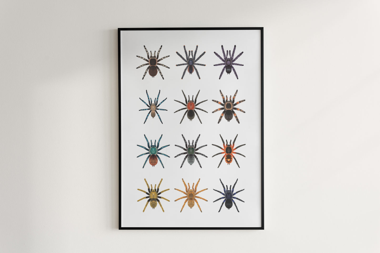 Tarantula Collection: Series IV Poster