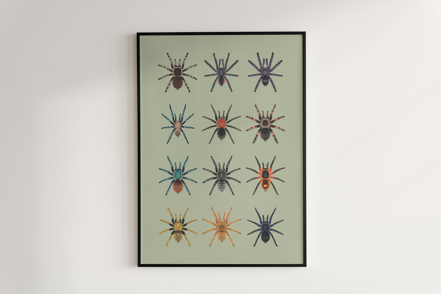 Tarantula Collection: Series IV Poster