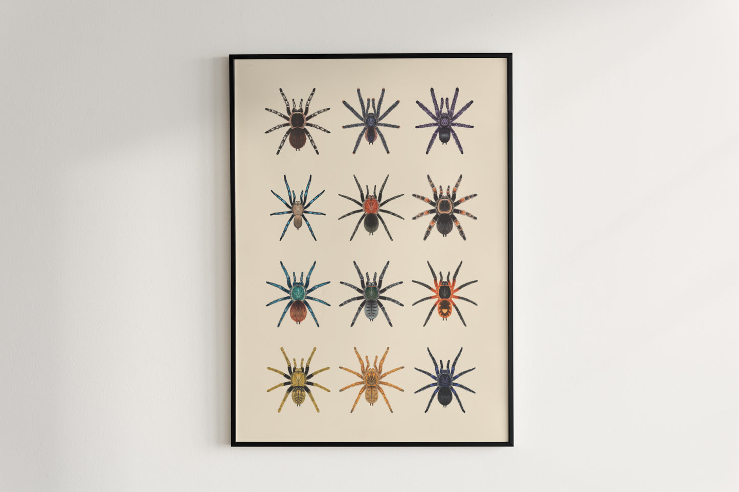 Tarantula Collection: Series IV Poster