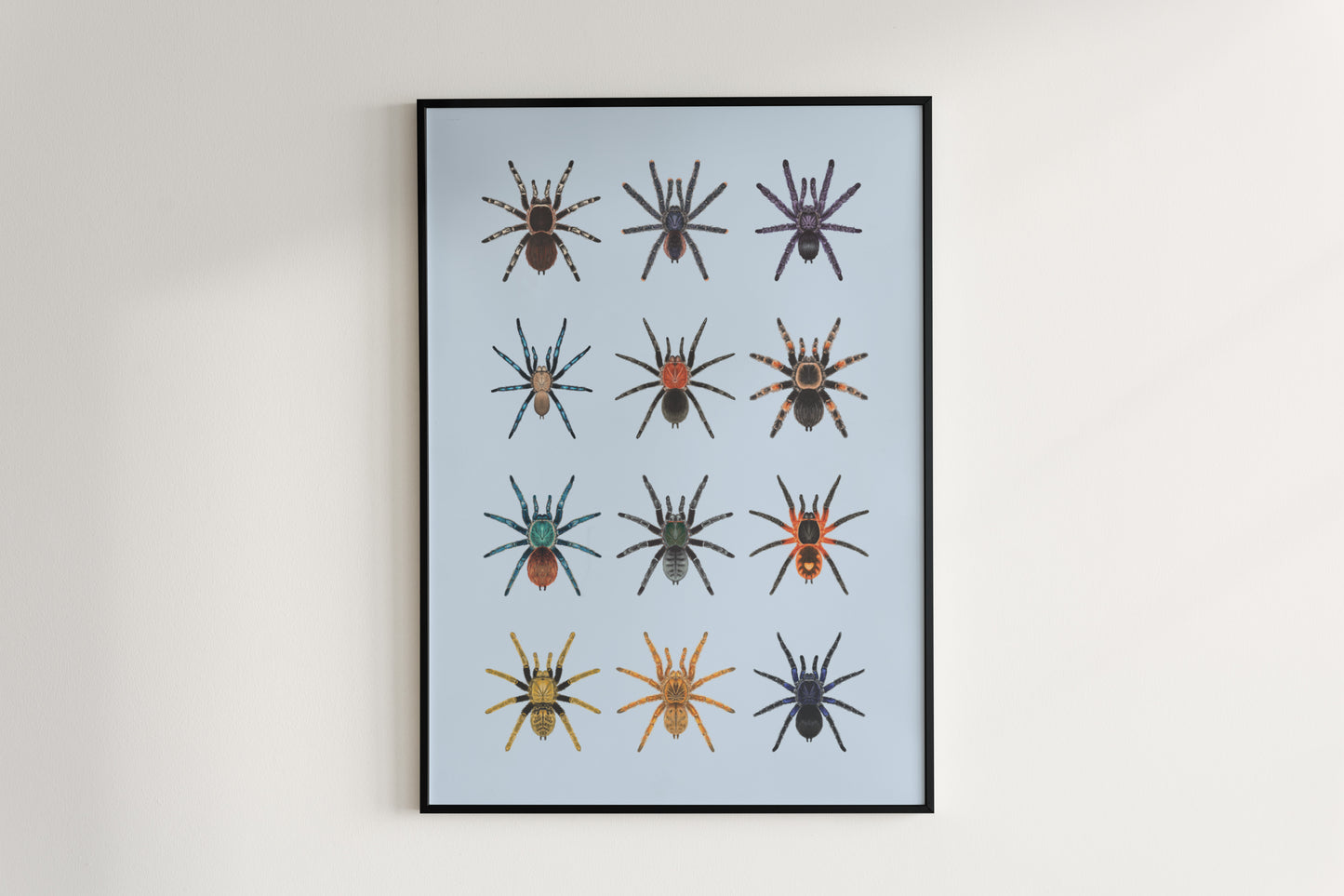 Tarantula Collection: Series IV Poster