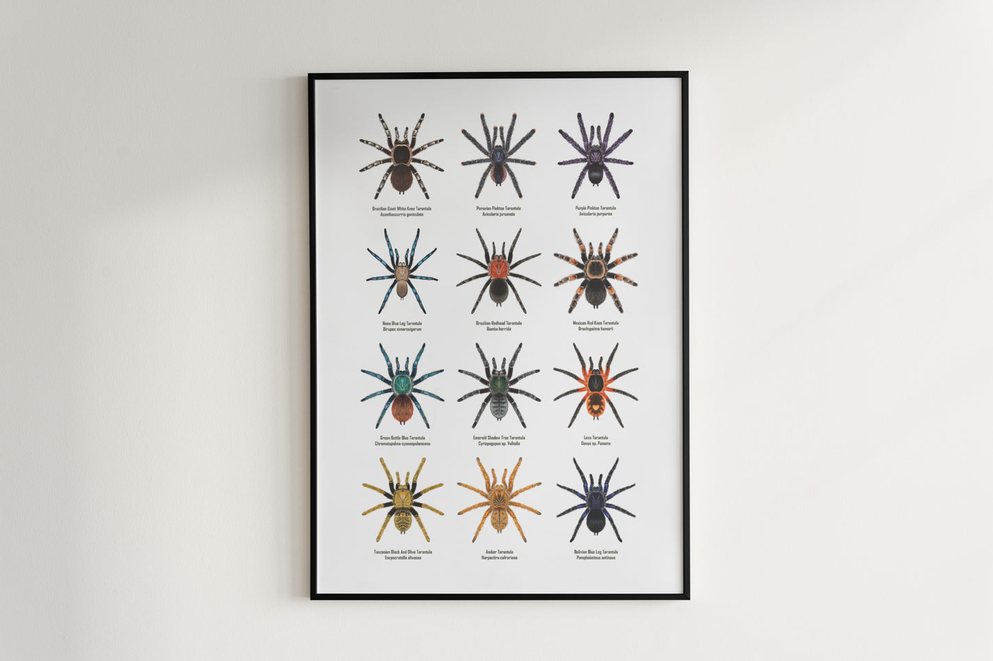 Tarantula Collection: Series IV Poster