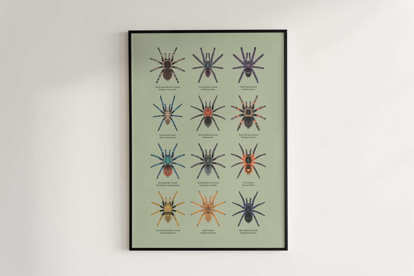 Tarantula Collection: Series IV Poster