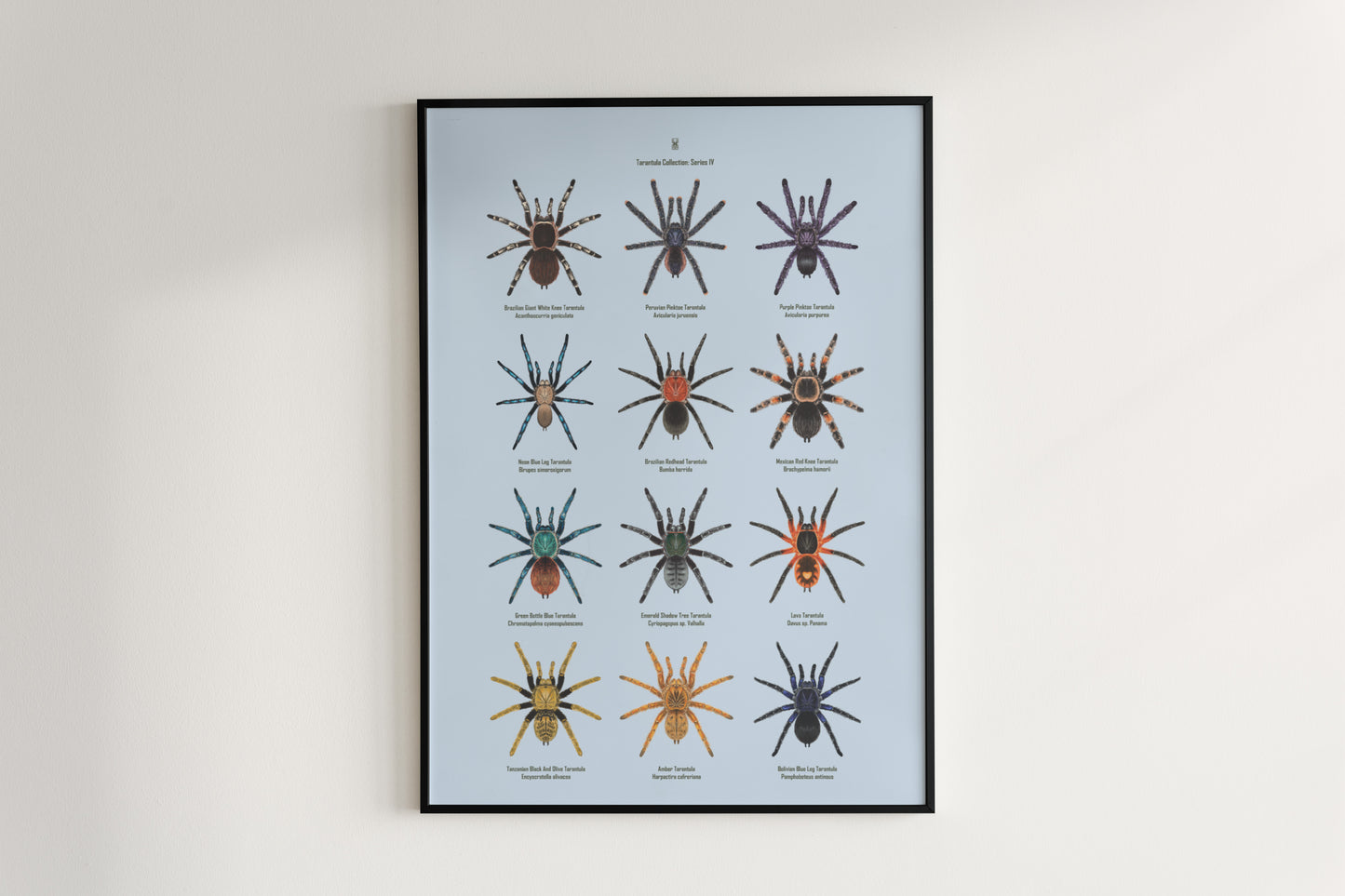 Tarantula Collection: Series IV Poster