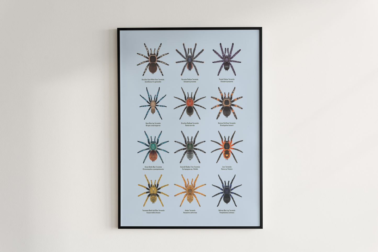 Tarantula Collection: Series IV Poster
