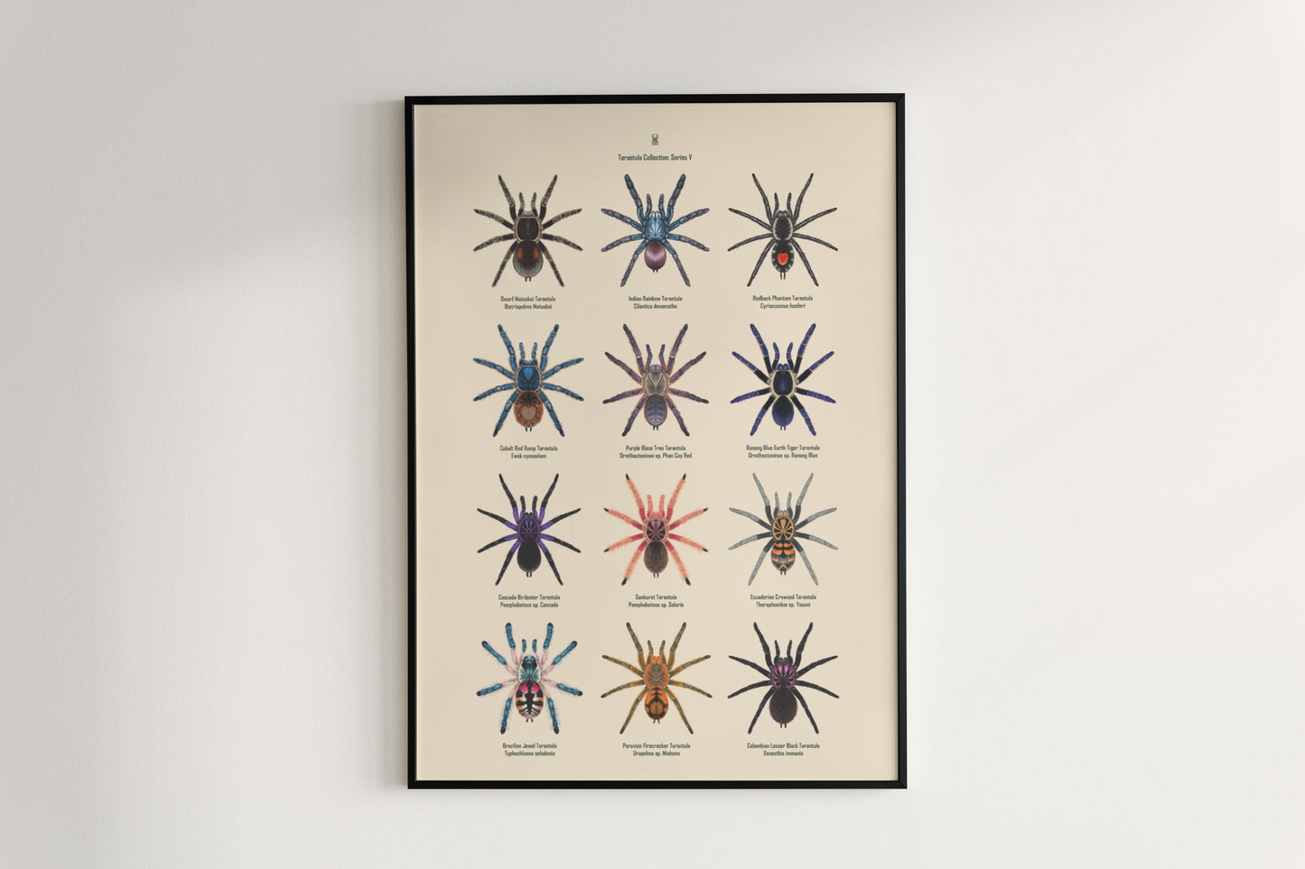 Tarantula Collection: Series V Poster