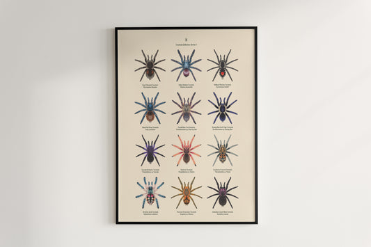 Tarantula Collection: Series V Poster