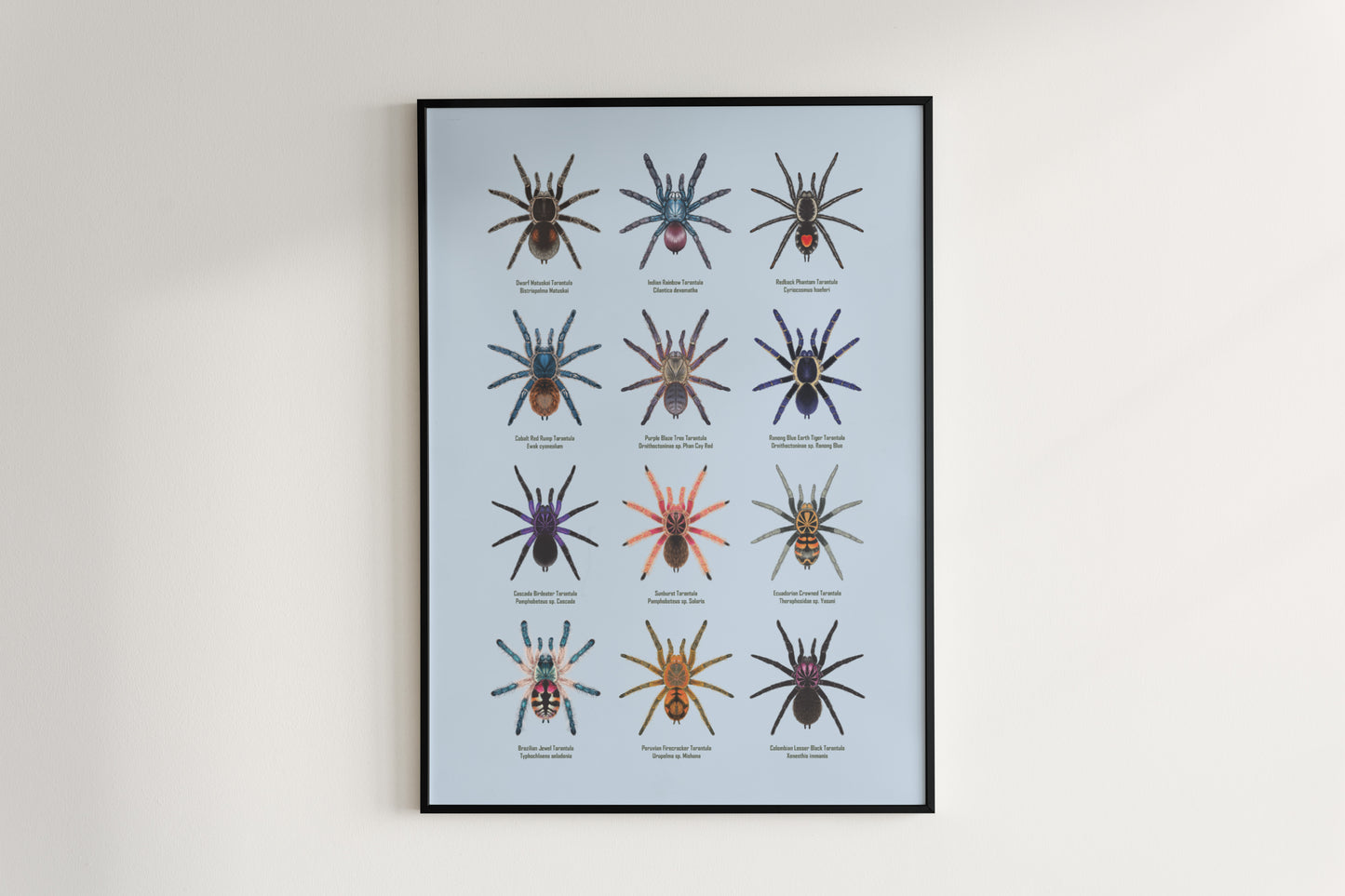 Tarantula Collection: Series V Poster