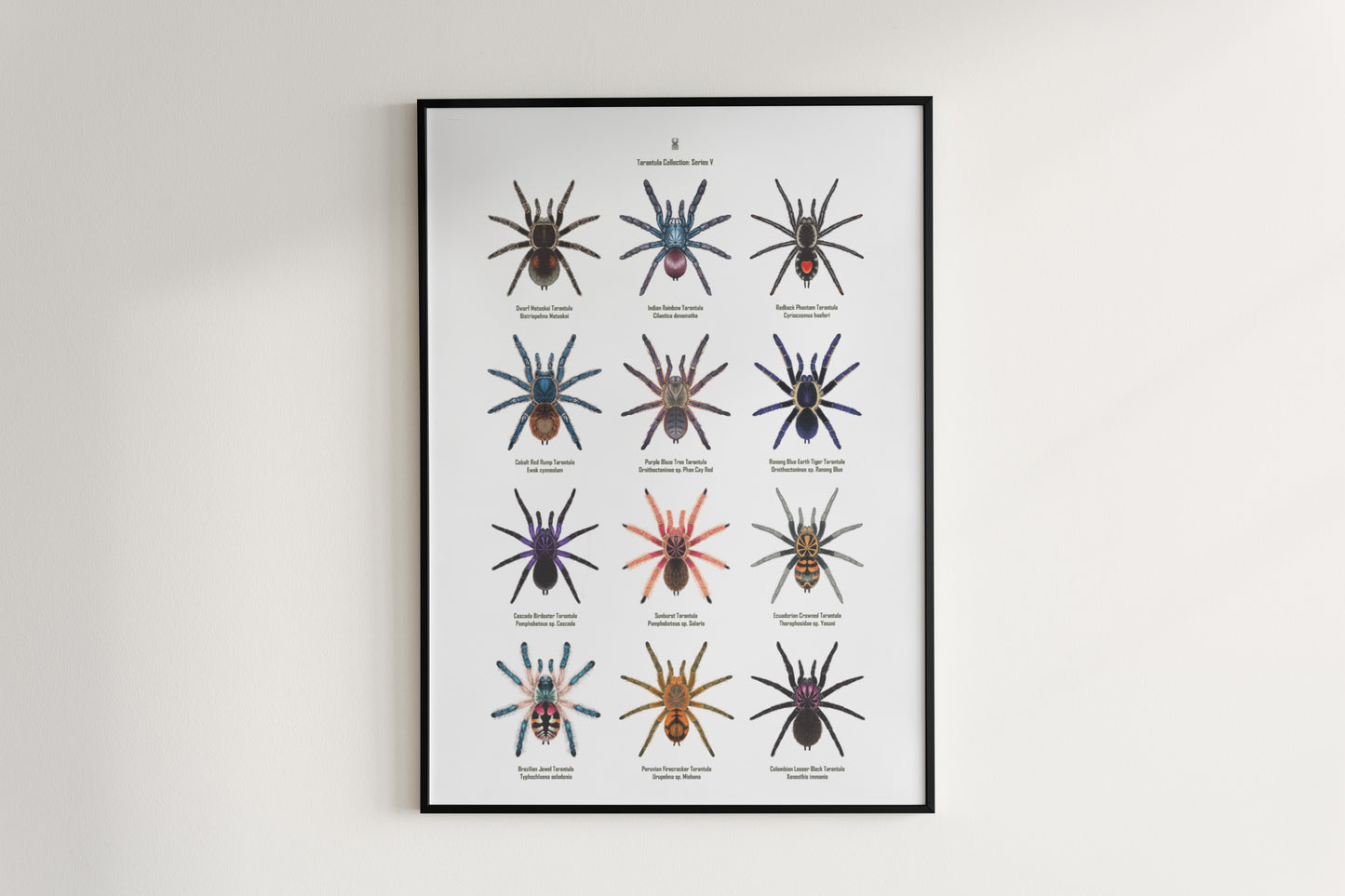 Tarantula Collection: Series V Poster