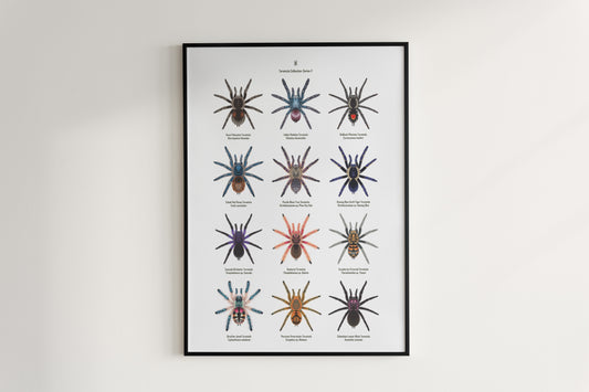 Tarantula Collection: Series V Poster