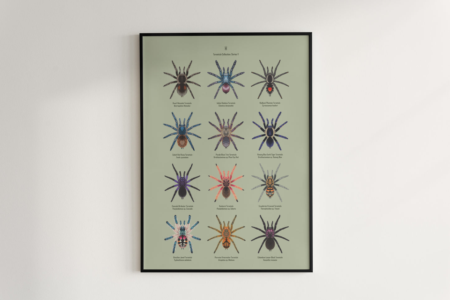Tarantula Collection: Series V Poster
