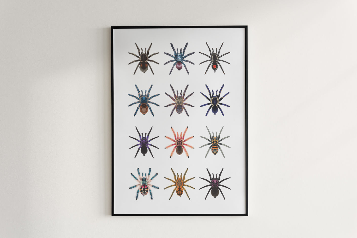 Tarantula Collection: Series V Poster