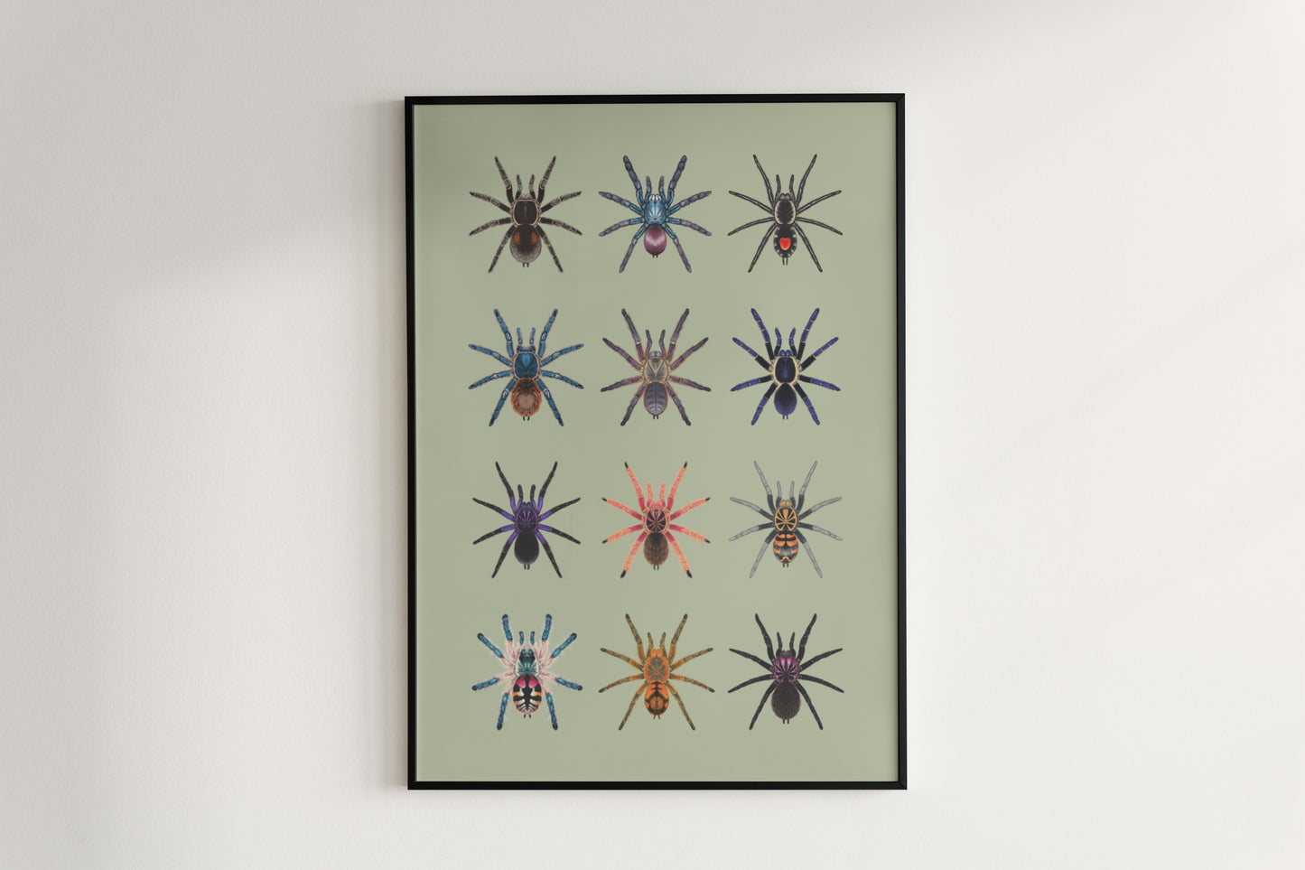 Tarantula Collection: Series V Poster