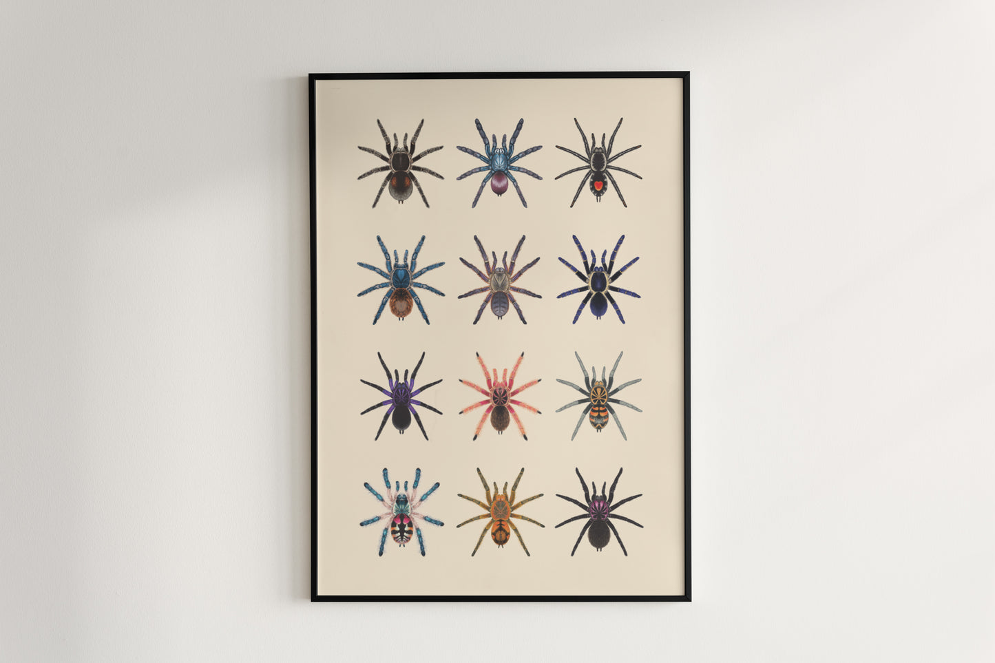 Tarantula Collection: Series V Poster