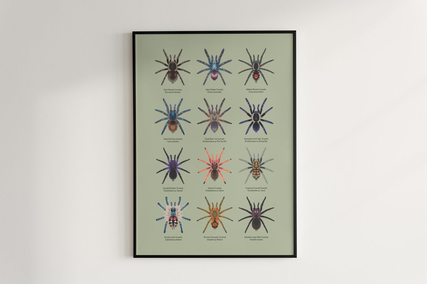 Tarantula Collection: Series V Poster