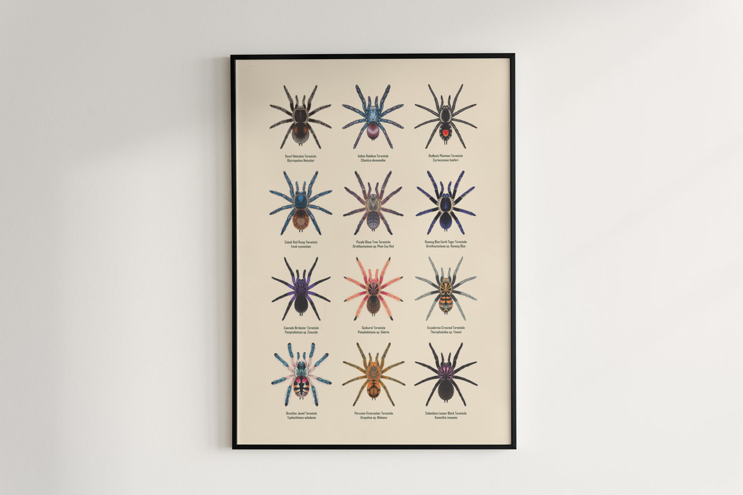 Tarantula Collection: Series V Poster