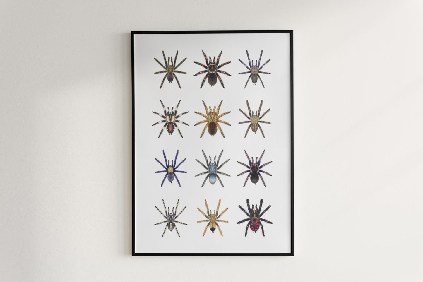 Tarantula Collection: Series VI Poster