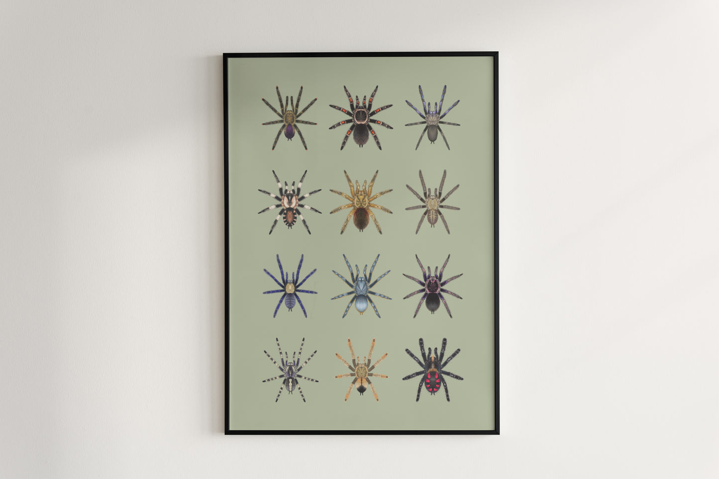 Tarantula Collection: Series VI Poster