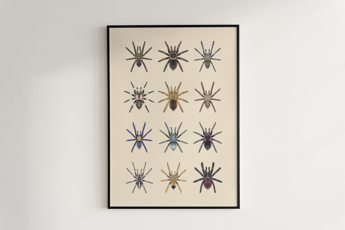 Tarantula Collection: Series VI Poster