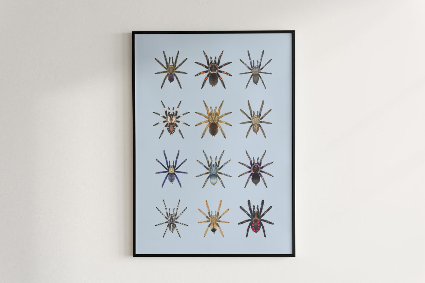 Tarantula Collection: Series VI Poster