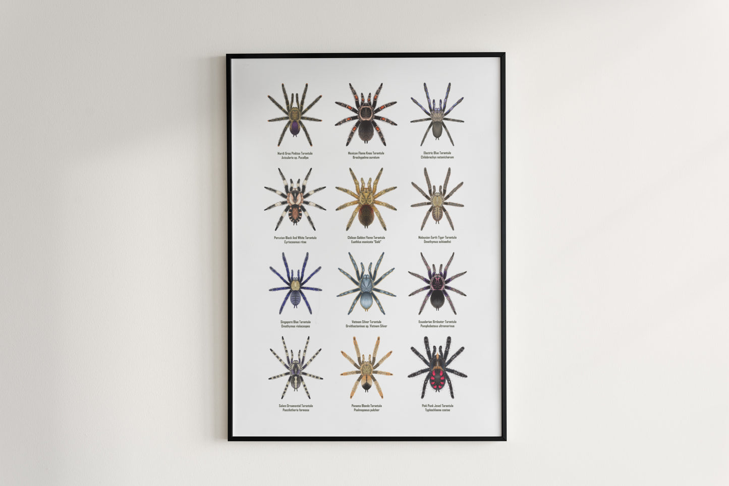 Tarantula Collection: Series VI Poster
