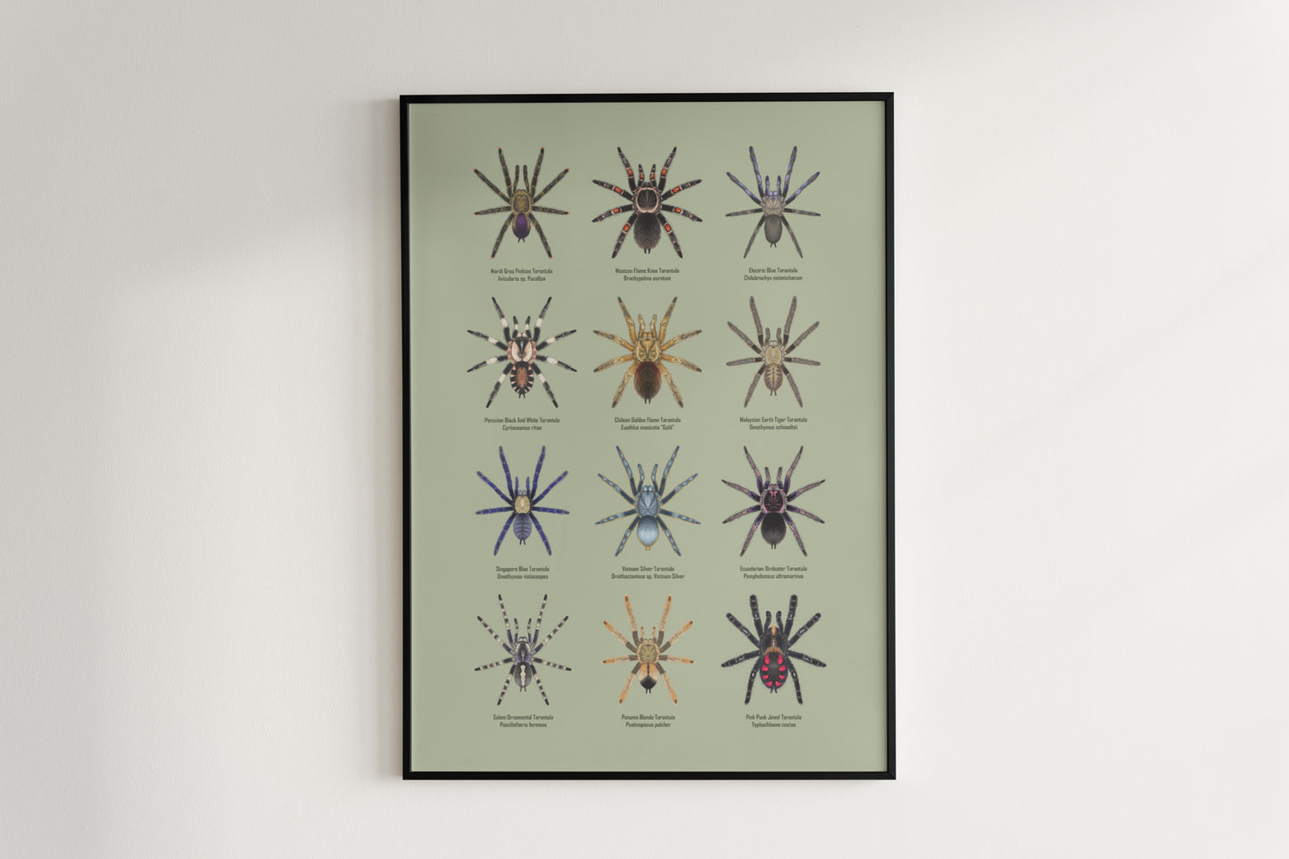 Tarantula Collection: Series VI Poster