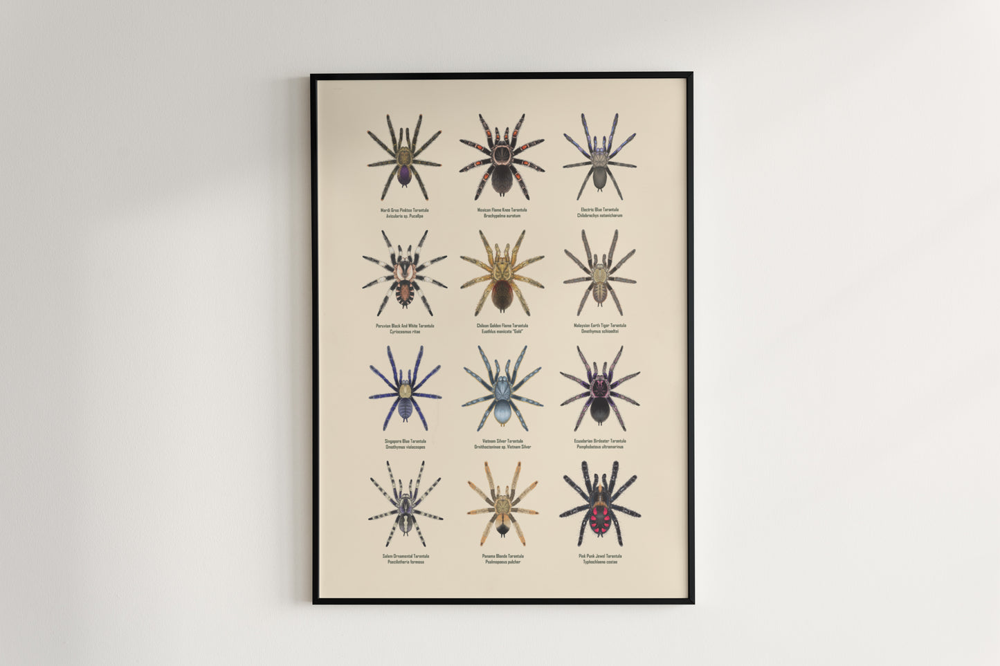 Tarantula Collection: Series VI Poster