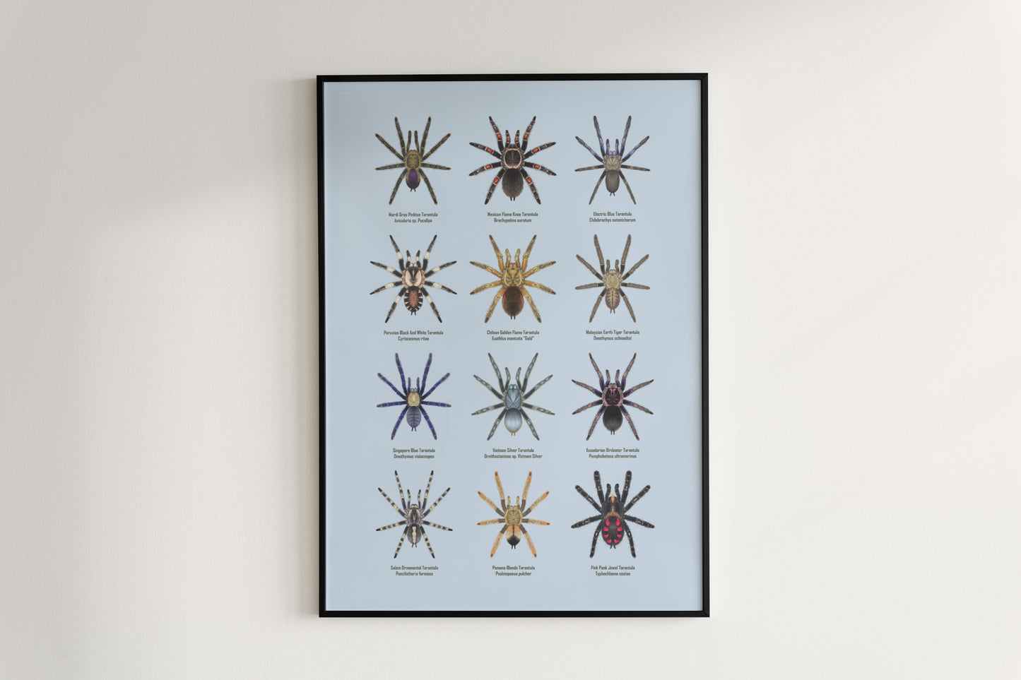 Tarantula Collection: Series VI Poster