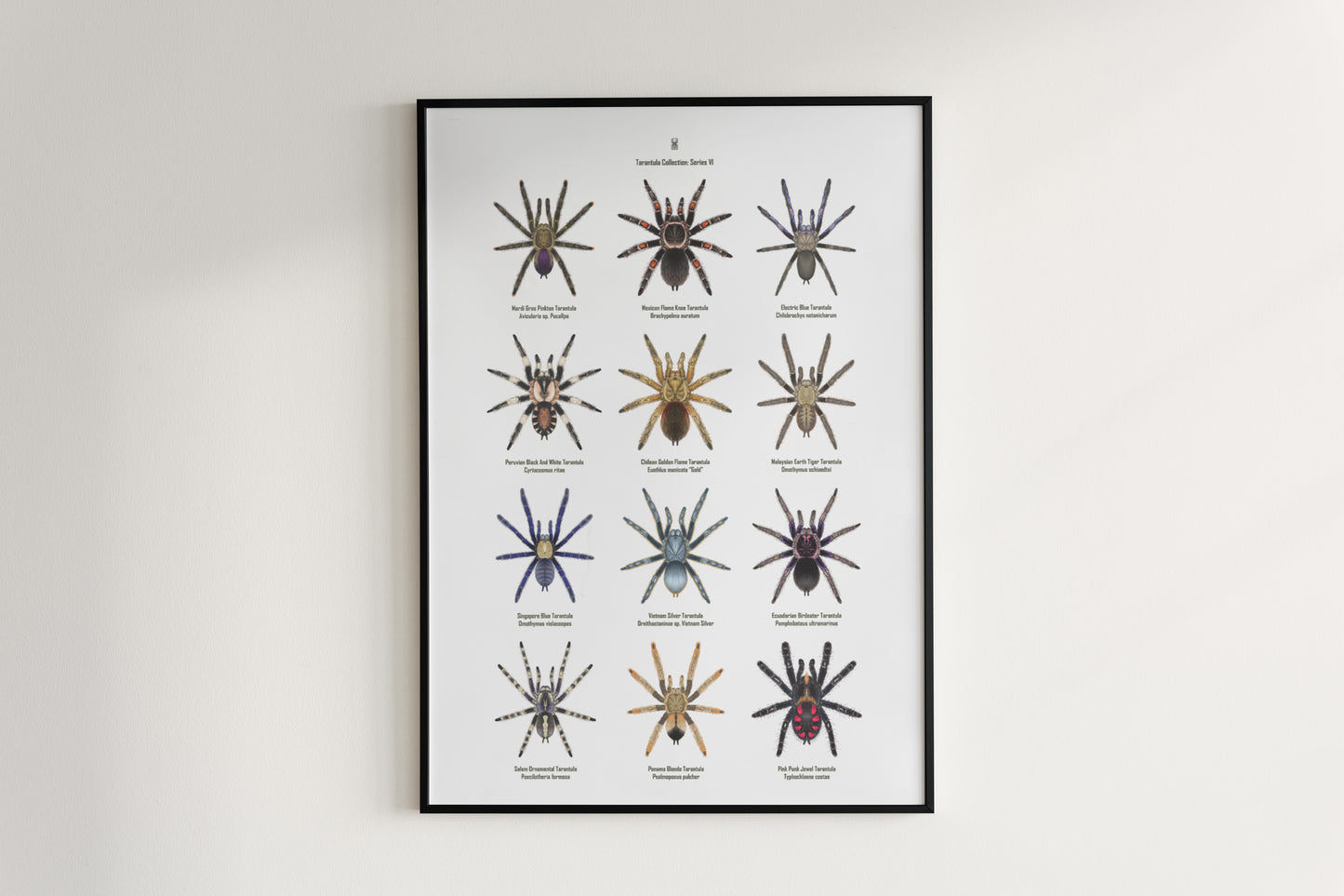 Tarantula Collection: Series VI Poster