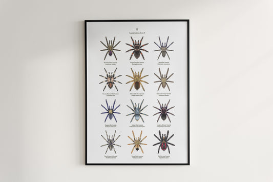 Tarantula Collection: Series VI Poster