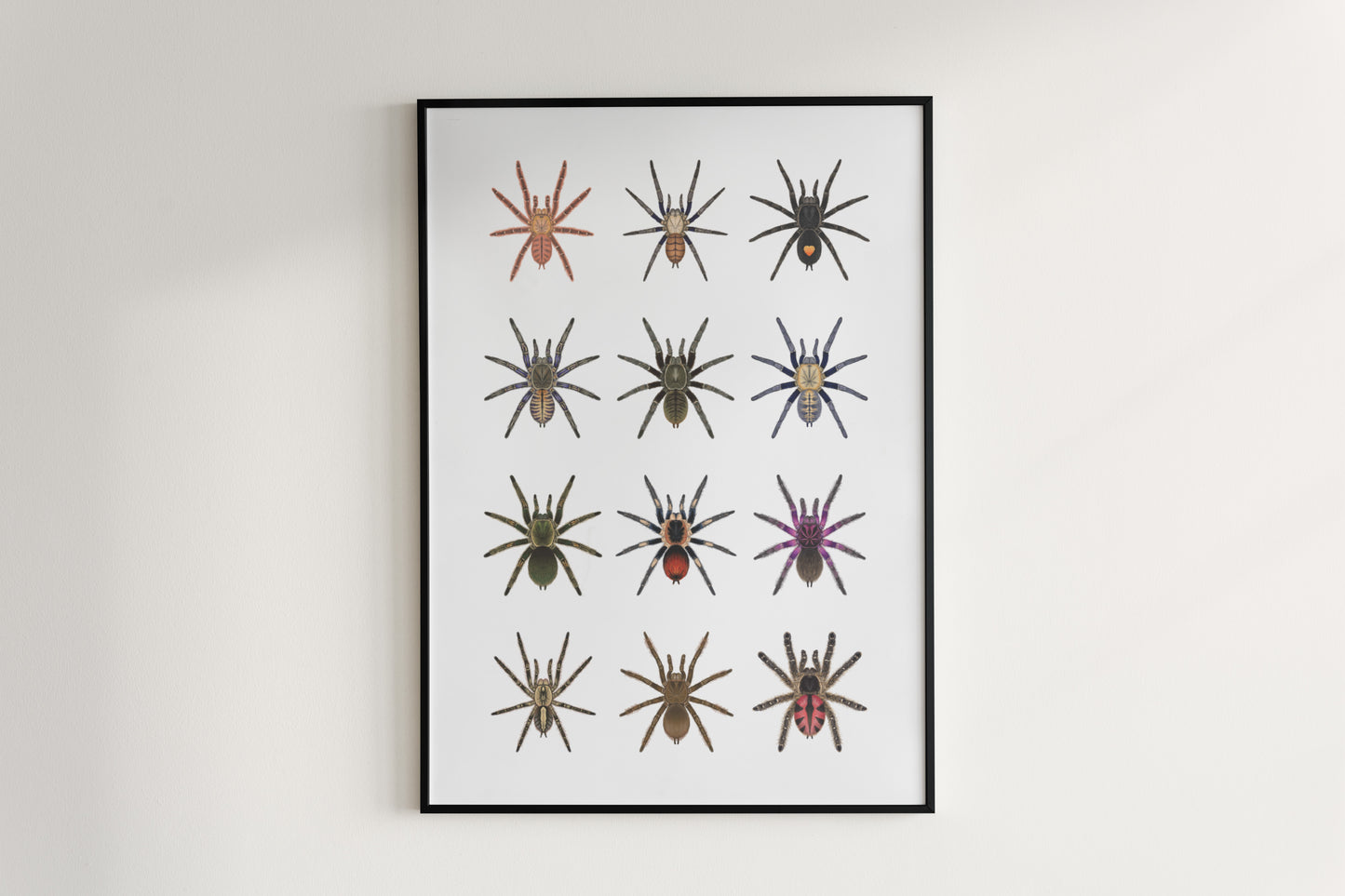 Tarantula Collection: Series VII Poster