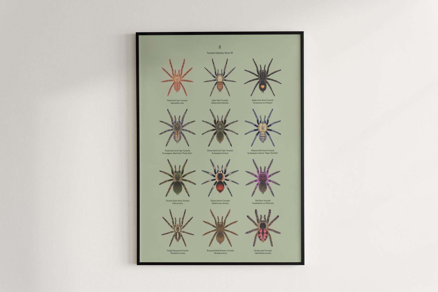 Tarantula Collection: Series VII Poster