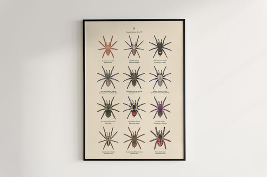 Tarantula Collection: Series VII Poster