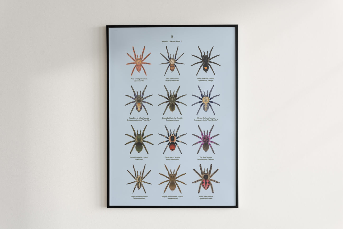 Tarantula Collection: Series VII Poster