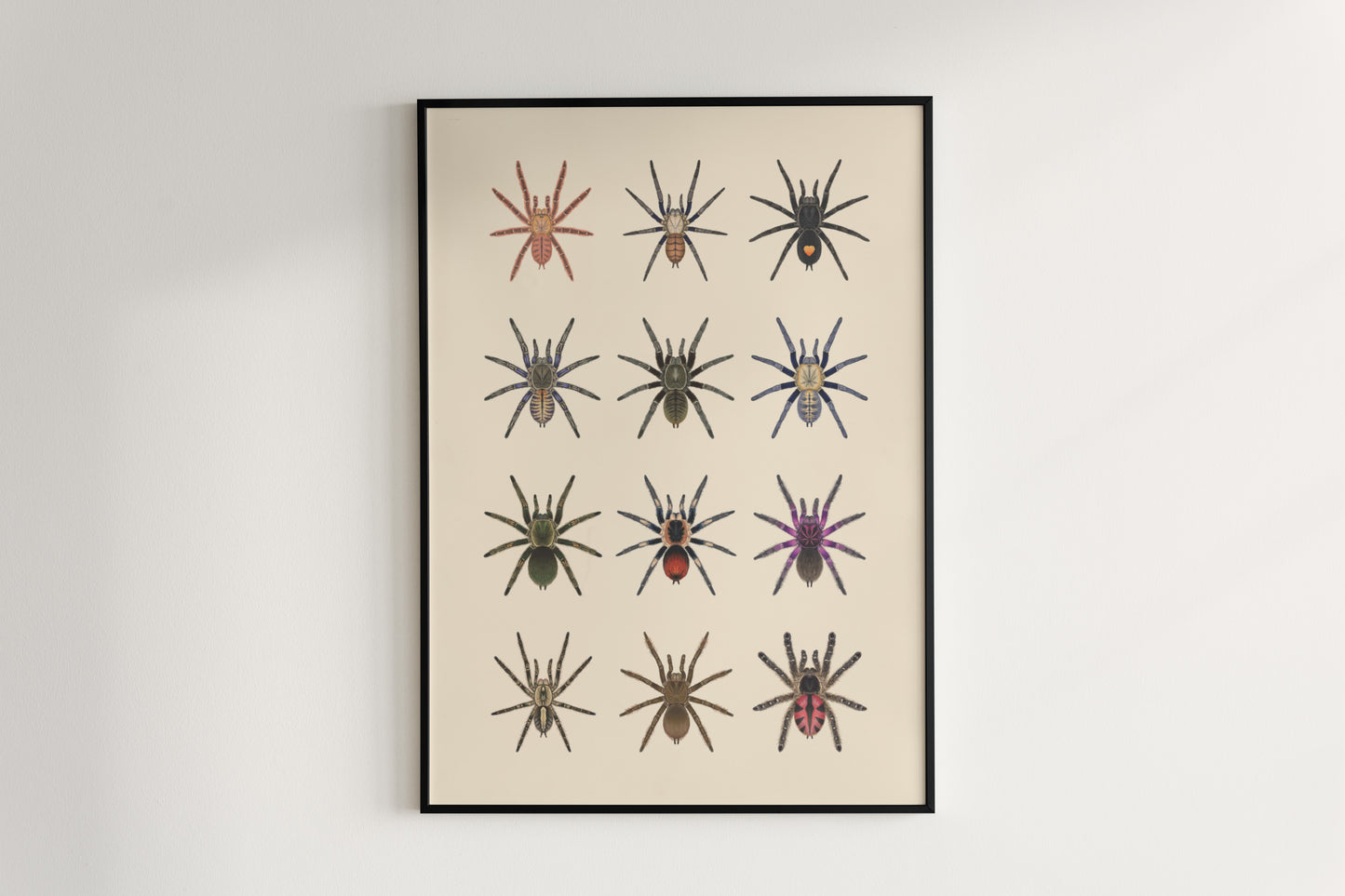 Tarantula Collection: Series VII Poster