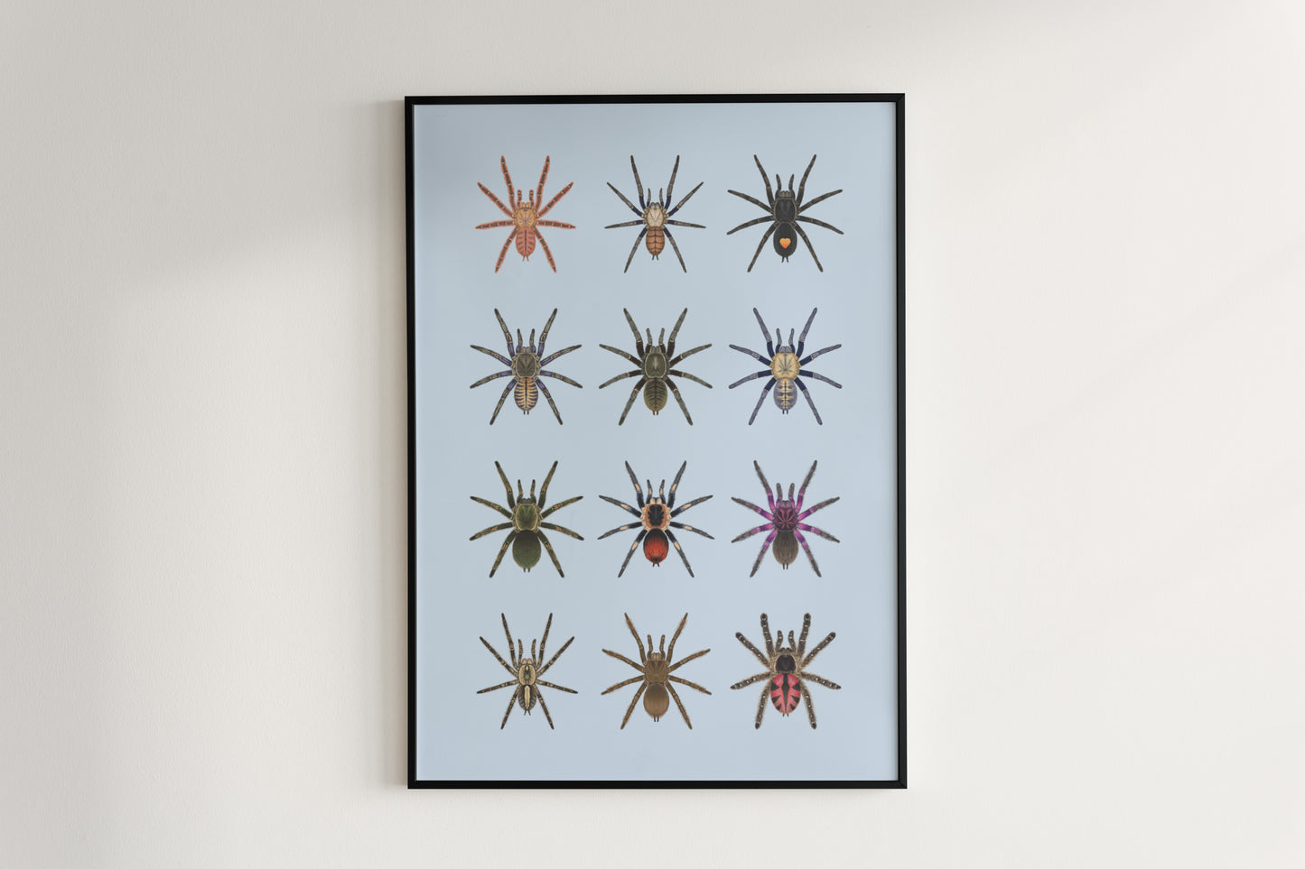 Tarantula Collection: Series VII Poster