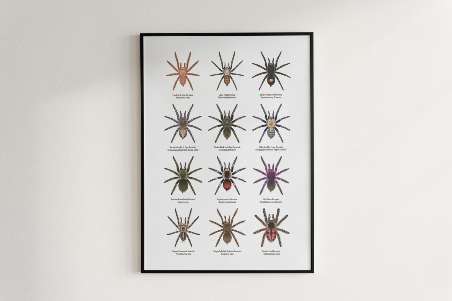 Tarantula Collection: Series VII Poster
