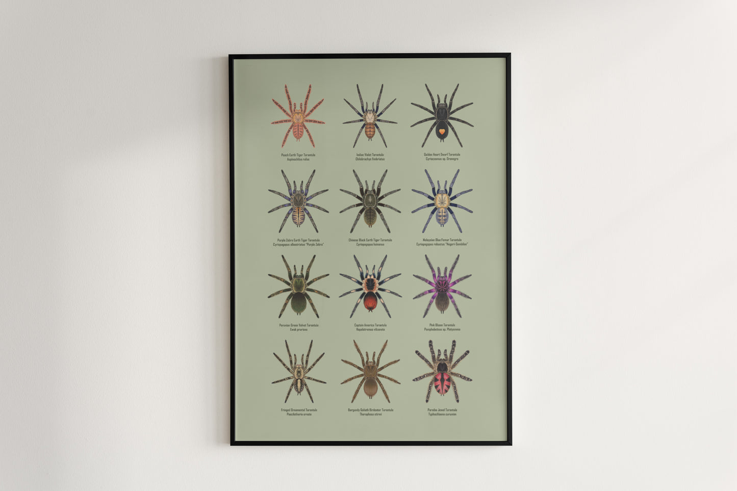 Tarantula Collection: Series VII Poster