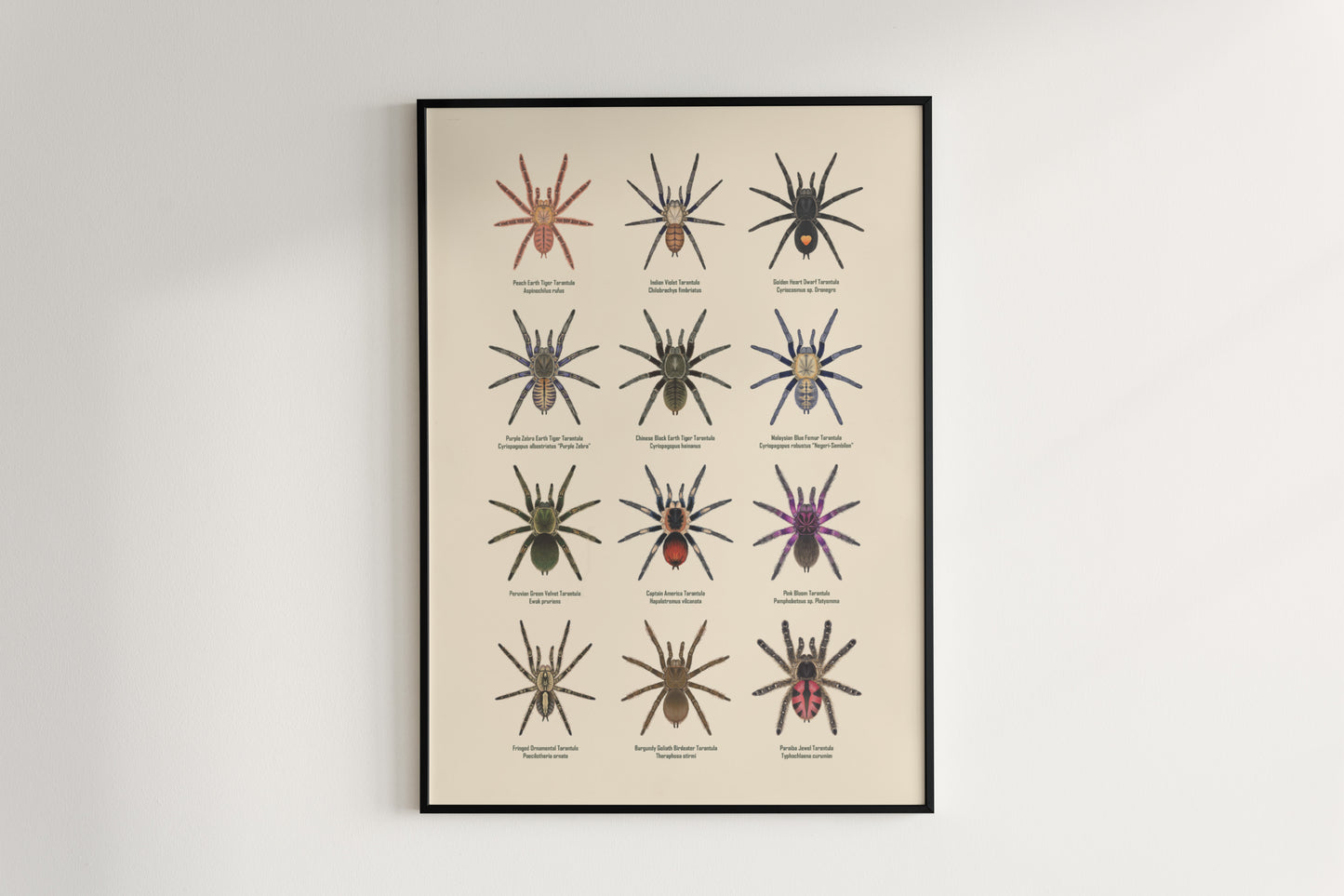 Tarantula Collection: Series VII Poster