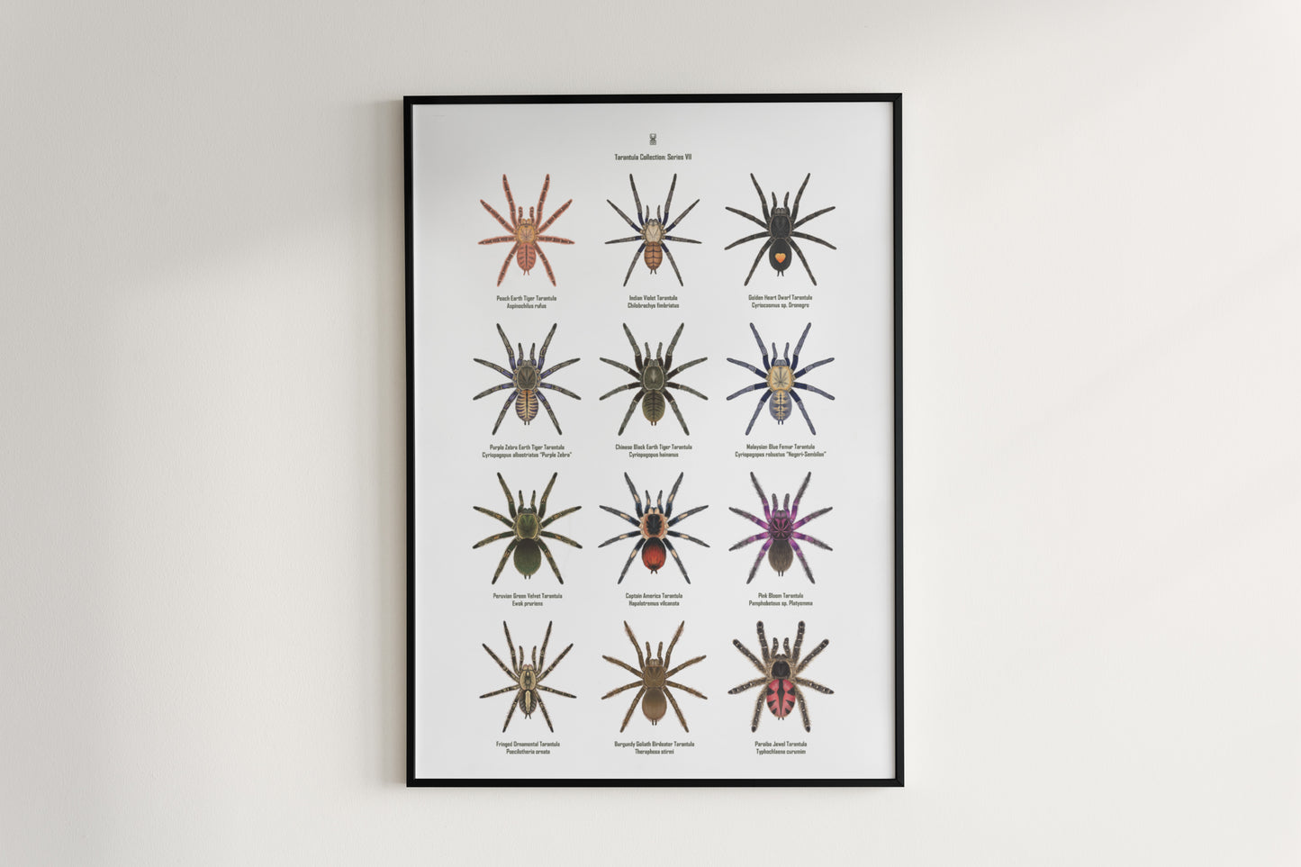 Tarantula Collection: Series VII Poster