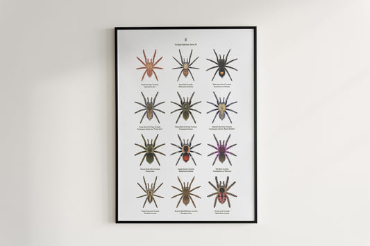 Tarantula Collection: Series VII Poster