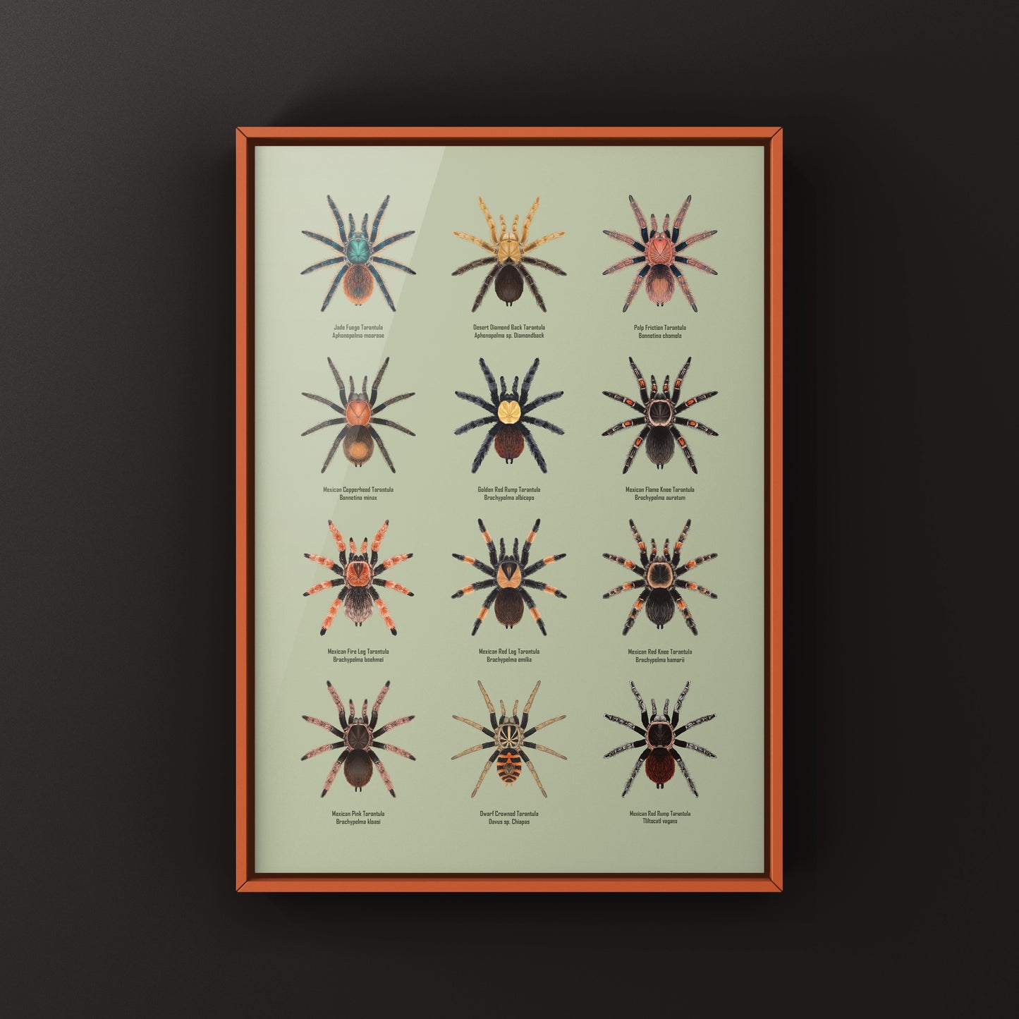 Tarantulas of Mexico Poster