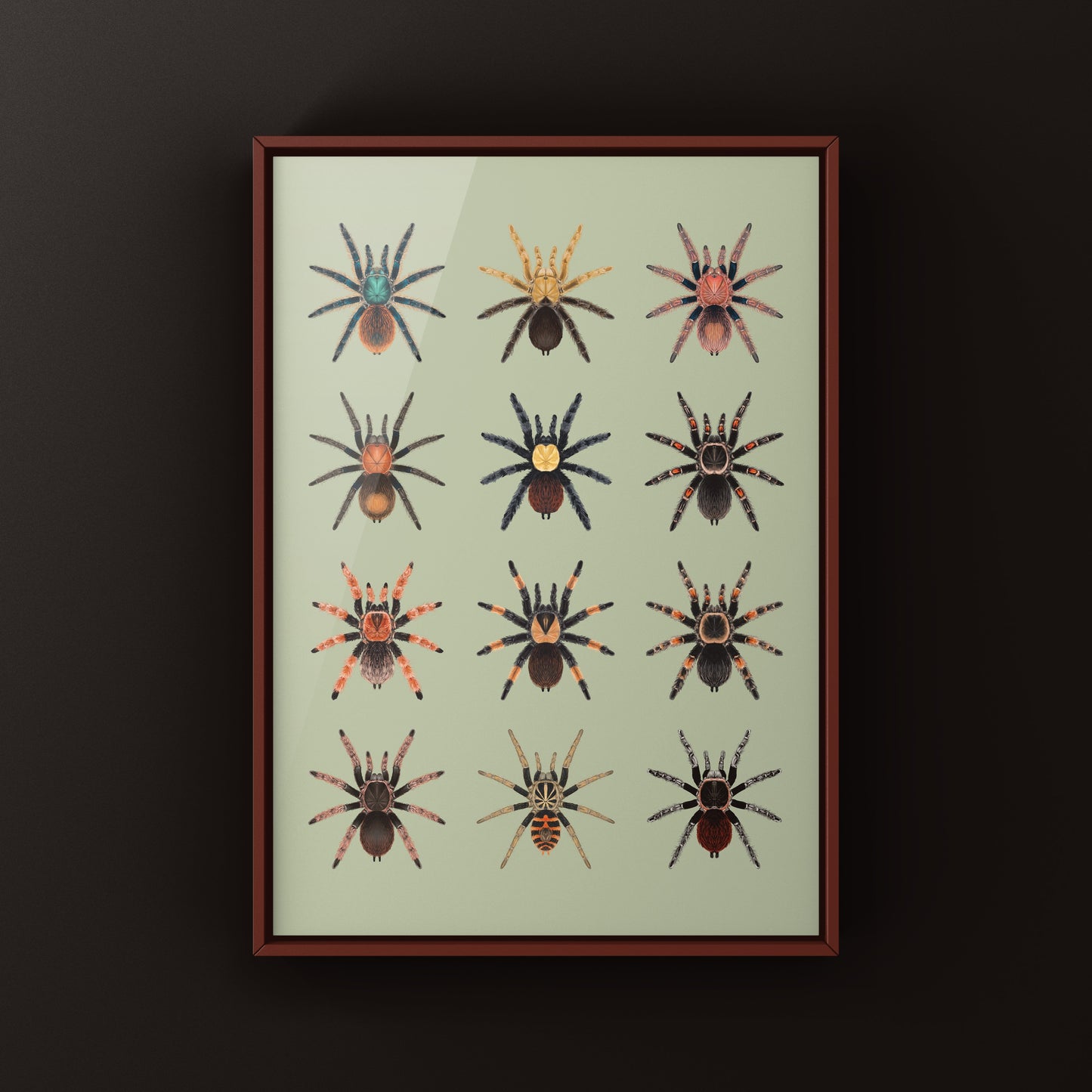 Tarantulas of Mexico Poster
