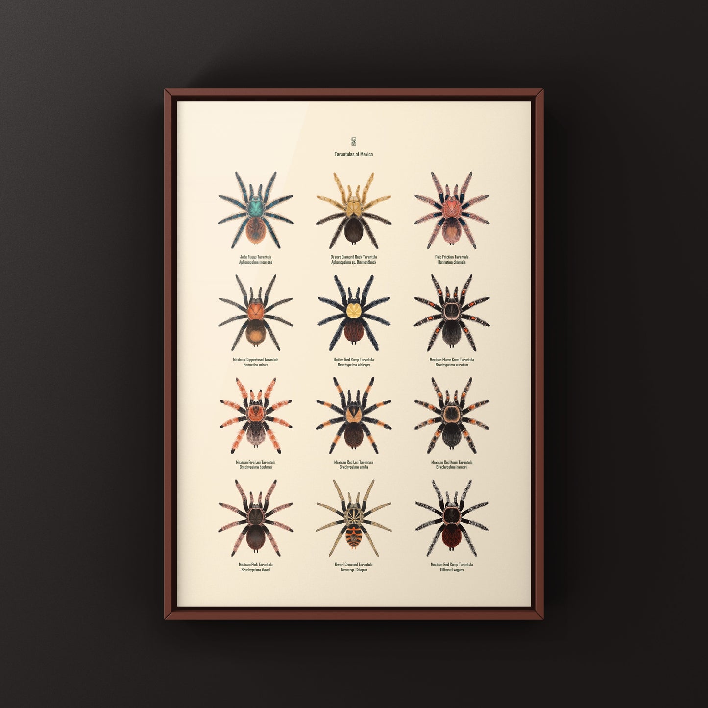 Tarantulas of Mexico Poster
